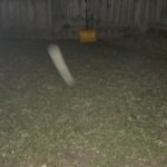 American Lawn Mower Company 14″ (35.6 cm) 4-Blade Manual Reel Mower – 5-Position Height, 20 lb (9.1 kg) photo review