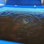 Intex 9.8ft x 6.6ft x 29.5in (300cm x 201cm x 75cm) Rectangular Above Ground Pool with Metal Frame & Flow Control Valve – Easy Setup Family Backyard Pool – 4,500L Capacity – Blue photo review