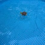 Intex 26701EH Prism Frame 10ft (3.05m) x 30in (76cm) Above Ground Pool Set – 1,185 Gallon (4,486L) Capacity with Filter Pump – Rust & Puncture Resistant, Quick Setup photo review