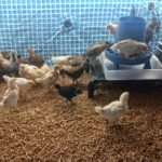 Intex 9.8ft x 6.6ft x 29.5in (300cm x 201cm x 75cm) Rectangular Above Ground Pool with Metal Frame & Flow Control Valve – Easy Setup Family Backyard Pool – 4,500L Capacity – Blue photo review